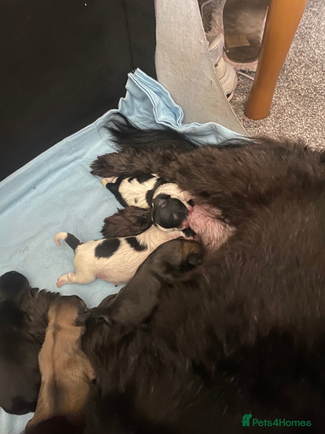 Shih Tzu dogs for sale: Shih tzus puppy for sale - Image 19
