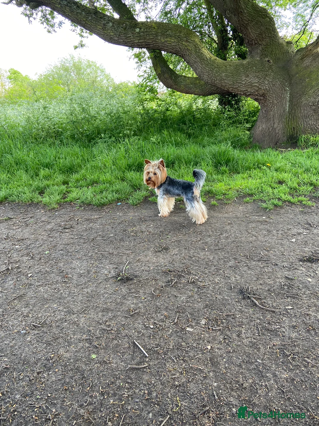 Yorkshire Terrier dogs for stud: Yorkshire terrier for stud  in Hornchurch - Advert 11