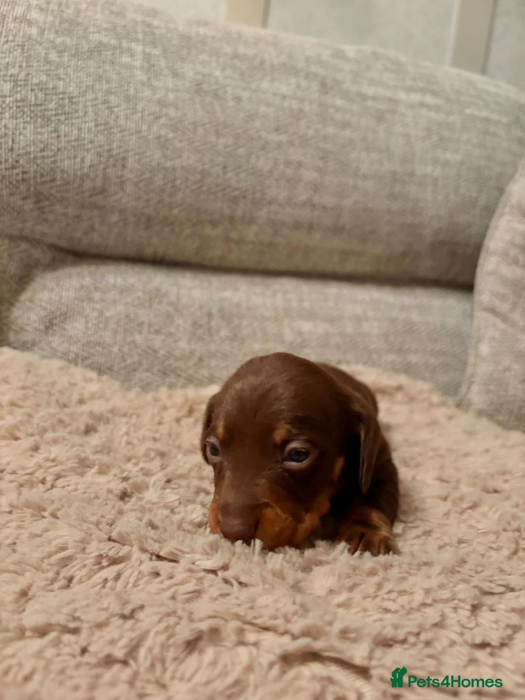 Miniature Dachshund dogs for sale: Miniature dachshund  - Advert 7