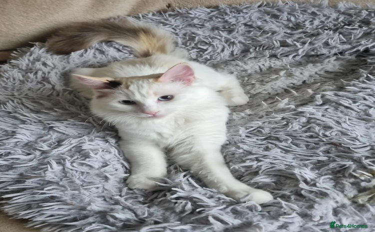 Ragdoll cats - Advert 14