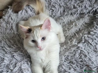 Ragdoll cats - Advert 15