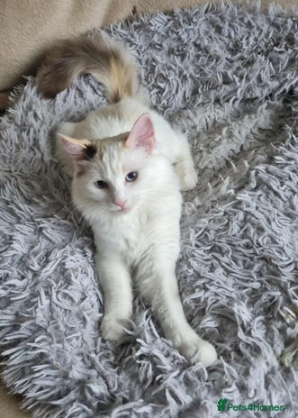 Ragdoll cats - Advert 13