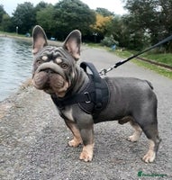 French Bulldog dogs Male French bulldog - Advert 13