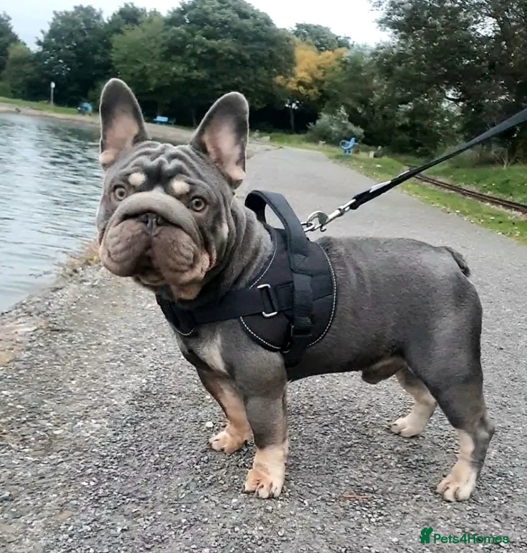 French Bulldog dogs for sale:  **  Male French bulldog  - Advert 3