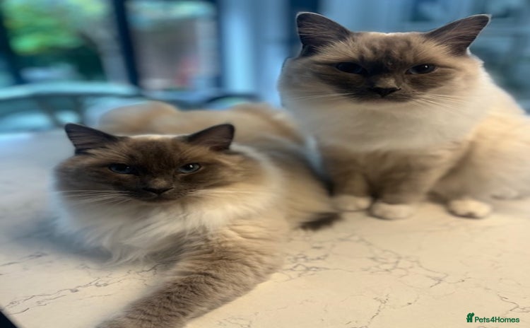 Ragdoll cats - Advert 9