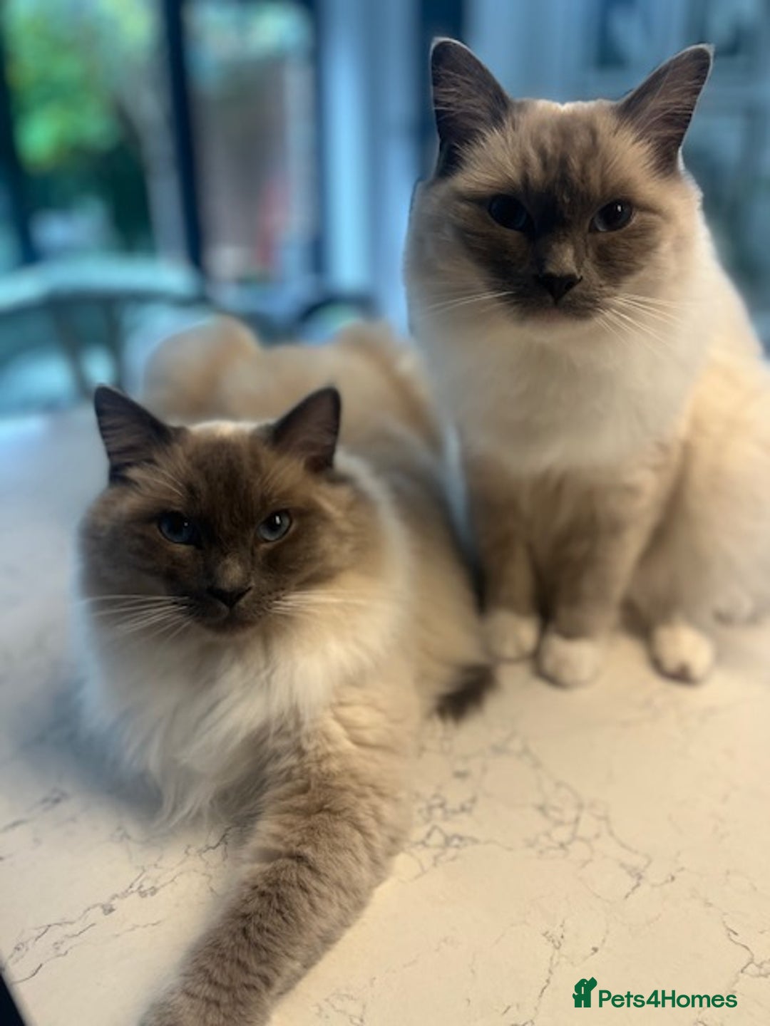 Ragdoll cats for sale: Beautiful Ragdoll brothers need a new home! - Image 1
