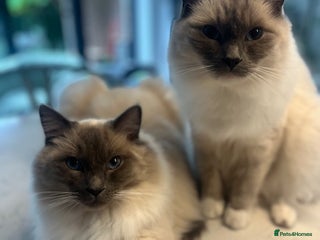 Ragdoll cats Beautiful Ragdoll brothers need a new home! - Advert 12