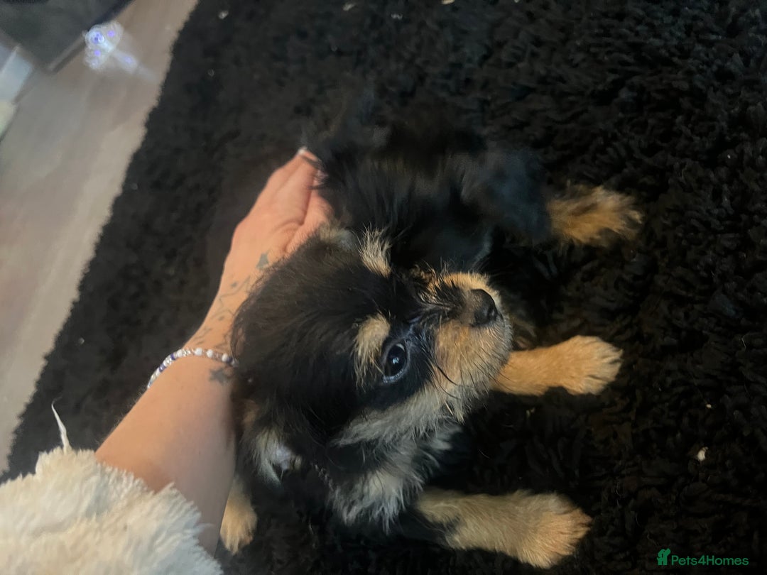 Mixed Breed dogs for sale: Jackapoo frenchy - Advert 9
