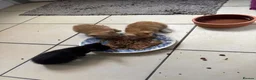 Mixed Breed cats for sale: Kittens for Sale  - Advert 13