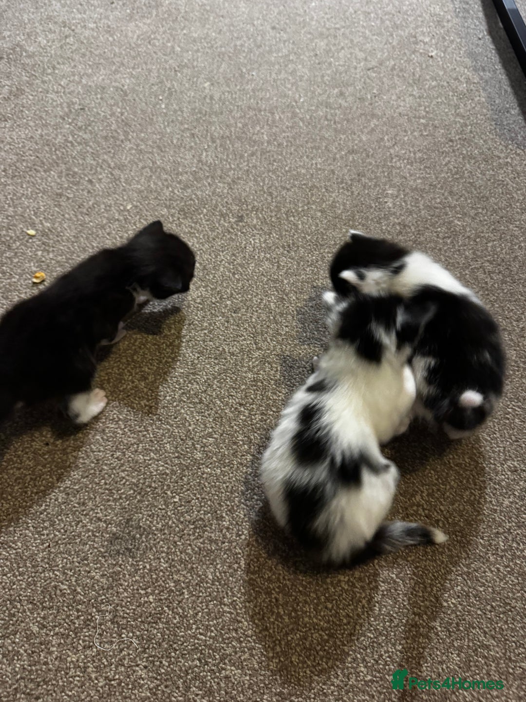 British Longhair cats for sale: Black and white long hair kittens for sale - Advert 3