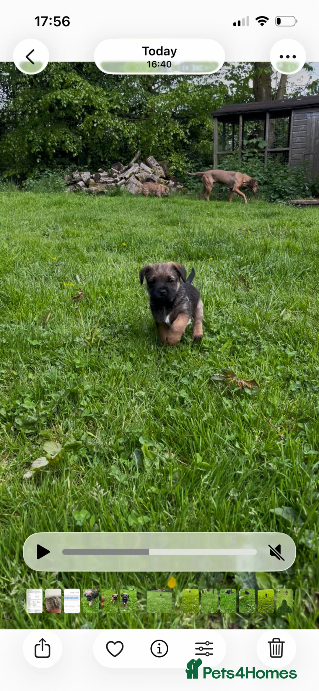 Border Terrier dogs for sale: Lovely chunky chap - Advert 2