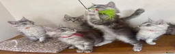 Maine Coon cats for sale: Exceptional Pedigree Maine Coon kittens available  in Worcester - Advert 7