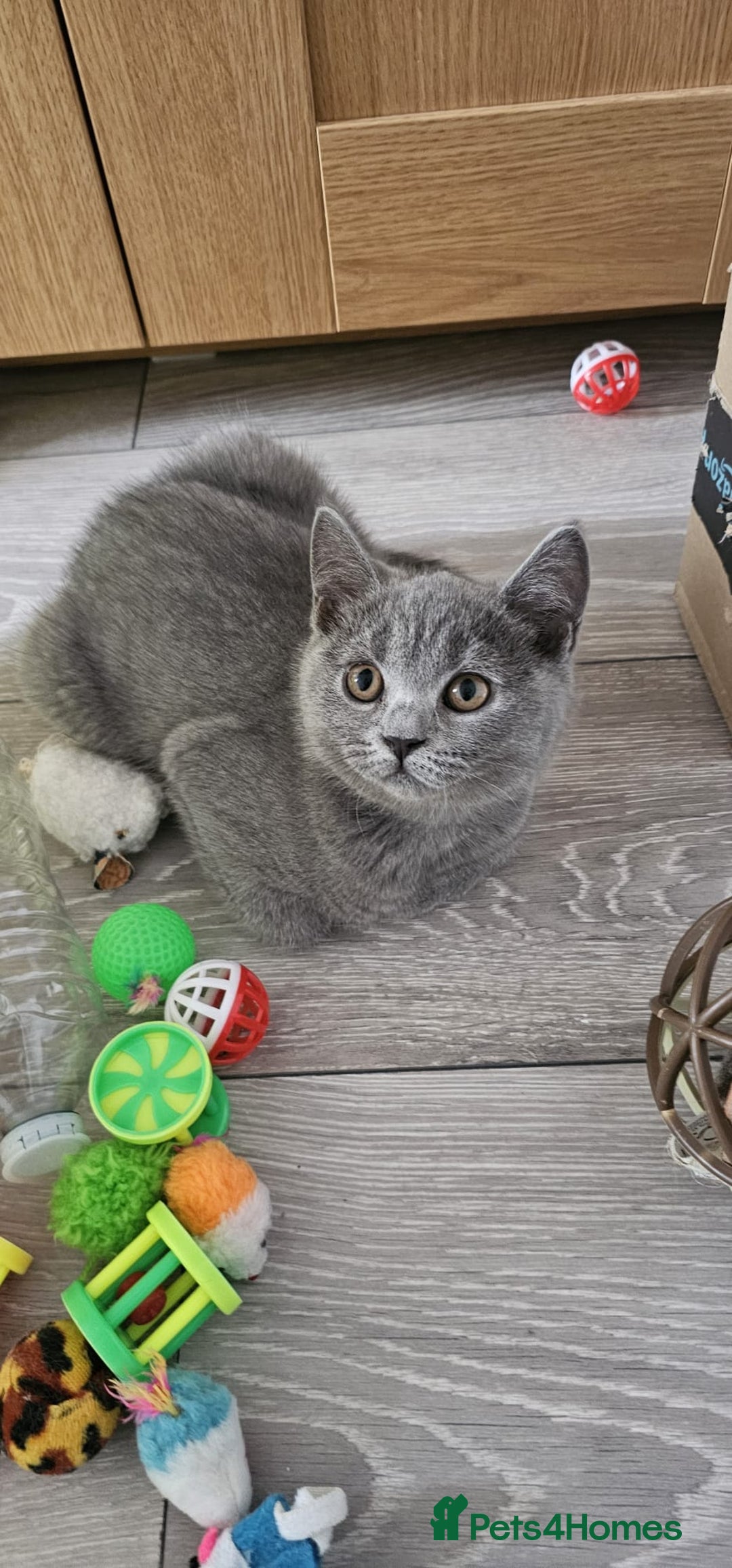 British Shorthair cats for sale: British Blue Shorthair - Image 8