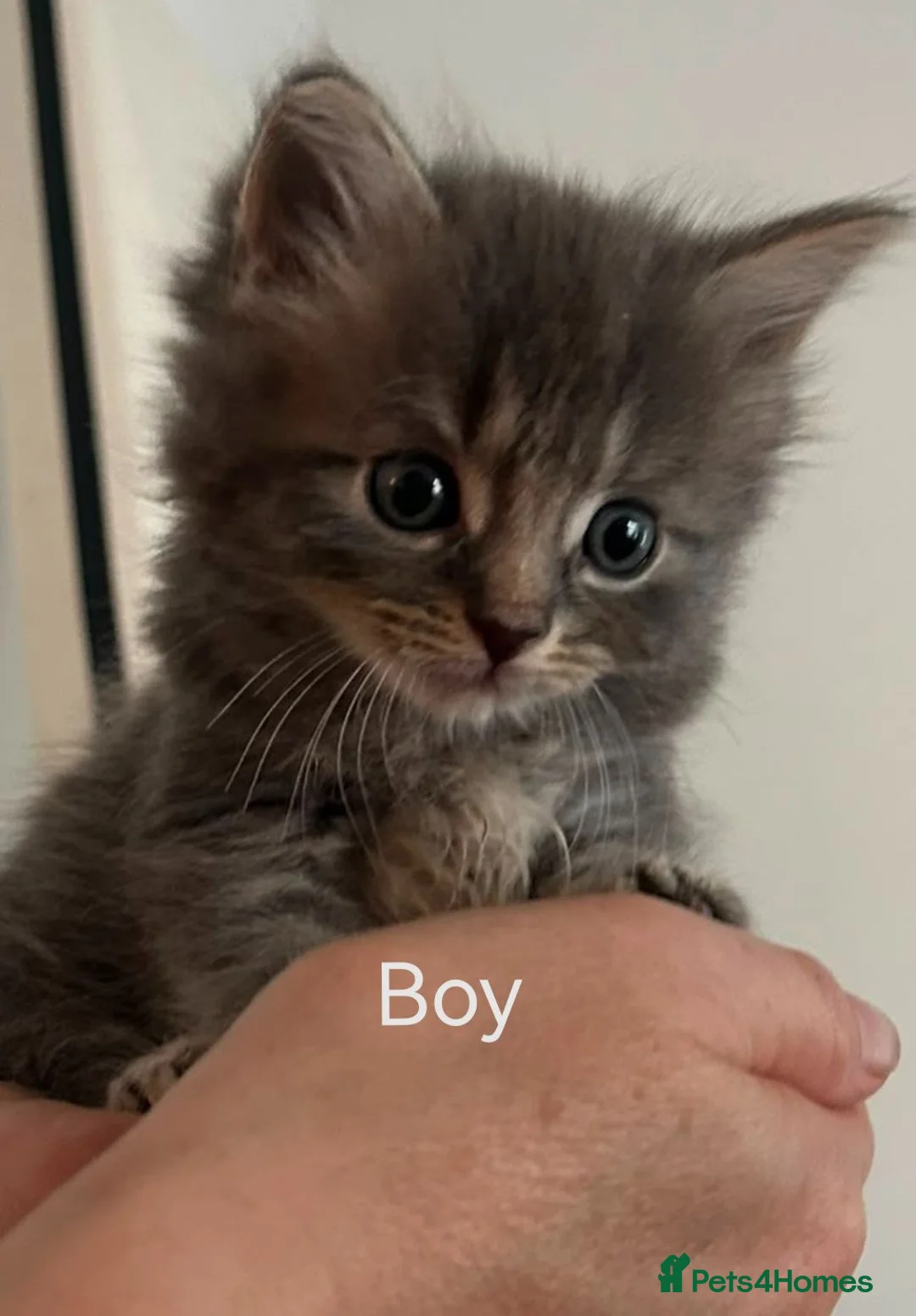 RagaMuffin cats for sale: Ragamuffin Cross Kittens in Spennymoor - Advert 1