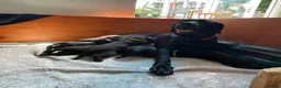 Labrador Retriever dogs for sale: Beautiful KC REG family raised Black Lab puppies - Advert 18