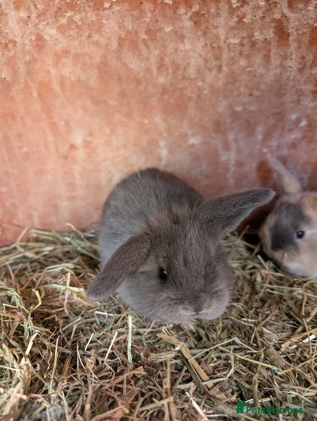 Mini Lion Lop rabbits for sale: Mini lionlops - Advert 5