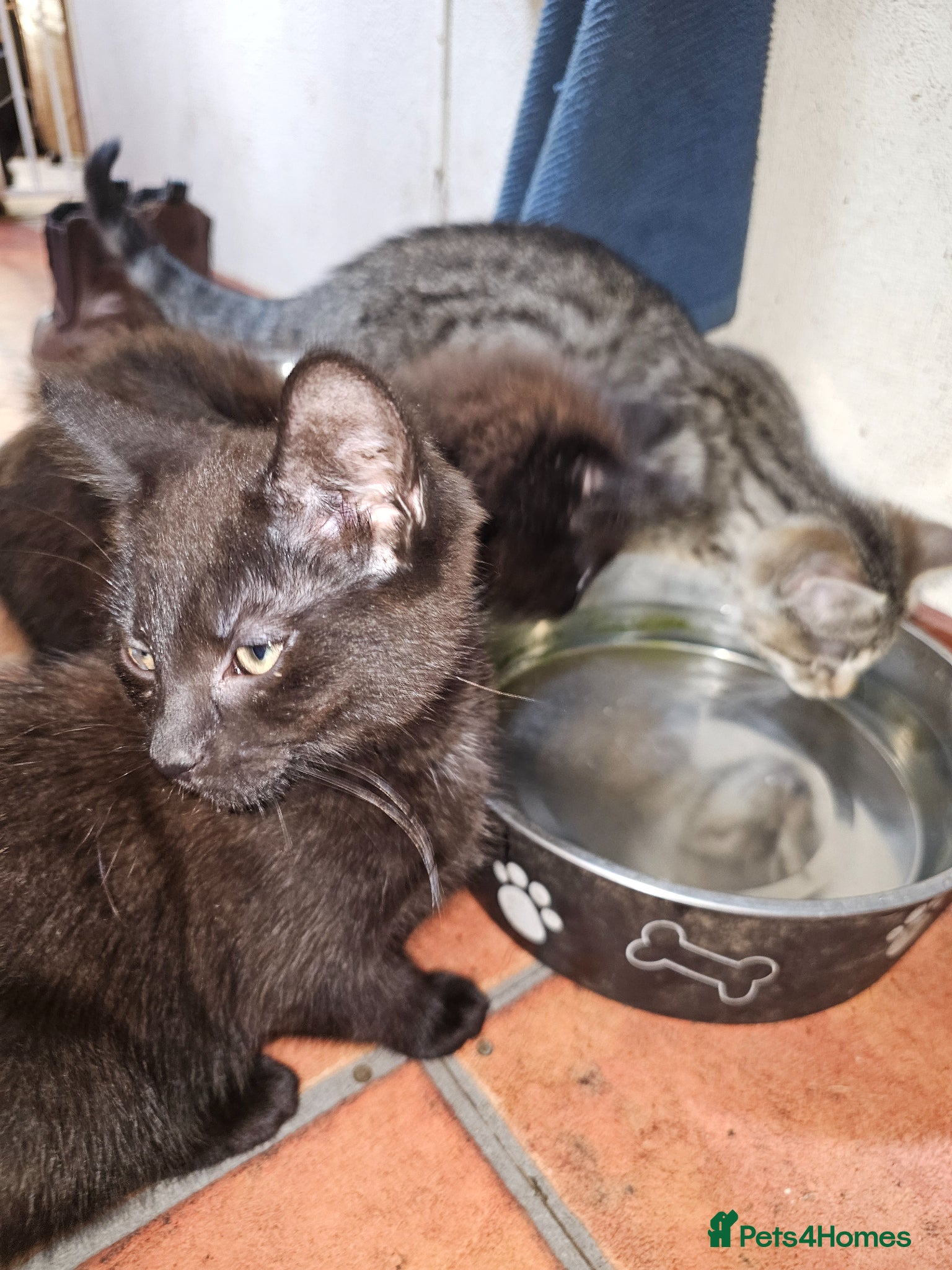 Mixed Breed cats for sale: 3 kittens 1 tabby girl, 1 black female and male in Norwich - Advert 3