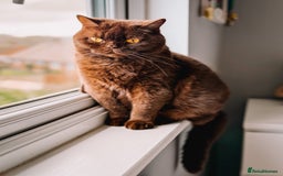 British Shorthair cats for sale: Last Blue boy British shorthair kitten GCCF - Image 7