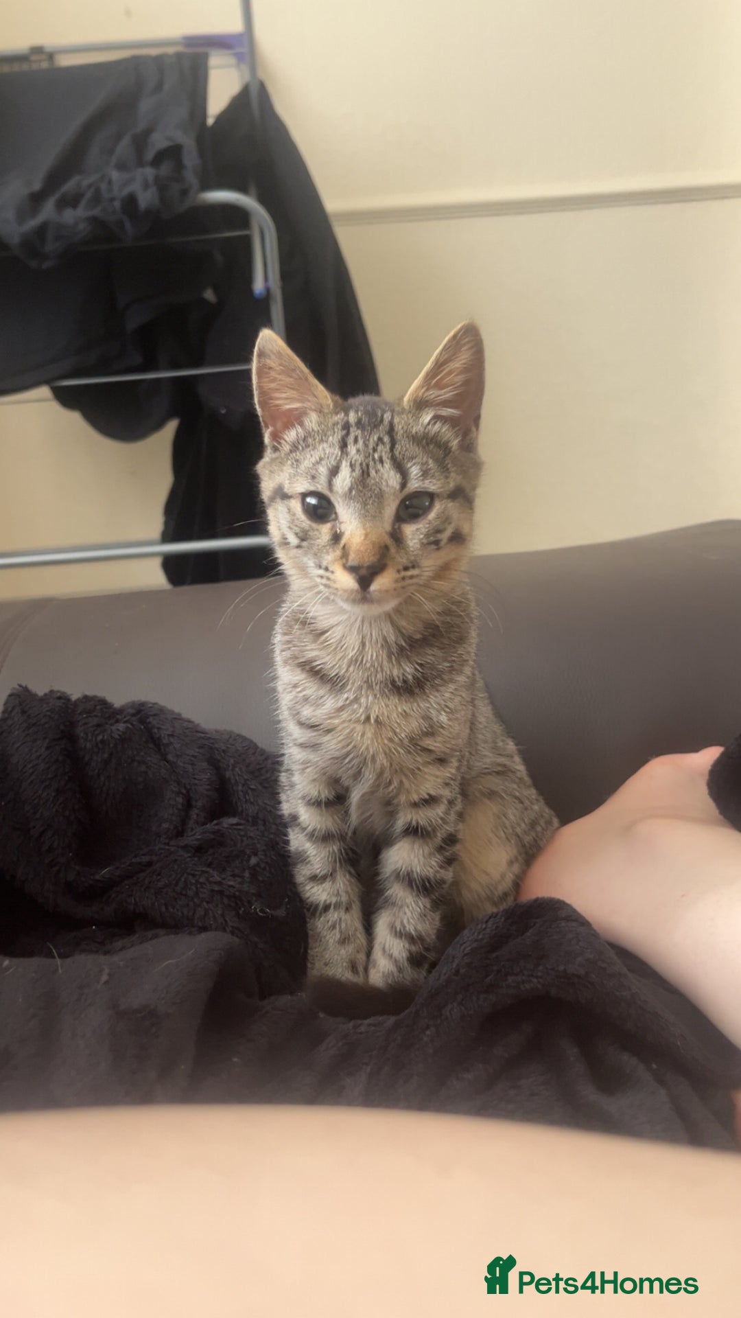 Mixed Breed cats for sale: Kitten for sale urgent!! - Advert 4