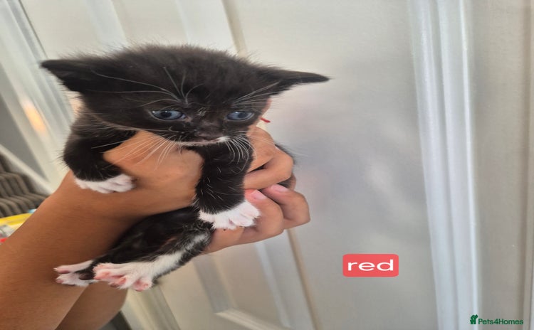 Mixed Breed cats - Advert 7