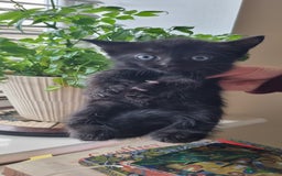Ragdoll cats for sale: Gorgeous Ragdoll cross kittens  - Image 8