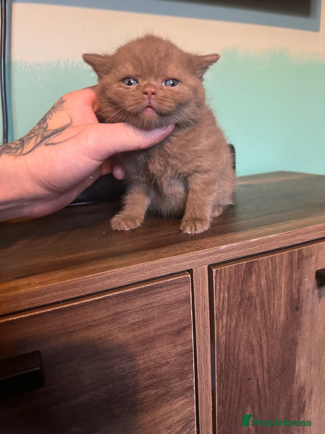 British Shorthair cats for sale: Tica reg BSH kittens  - Advert 14