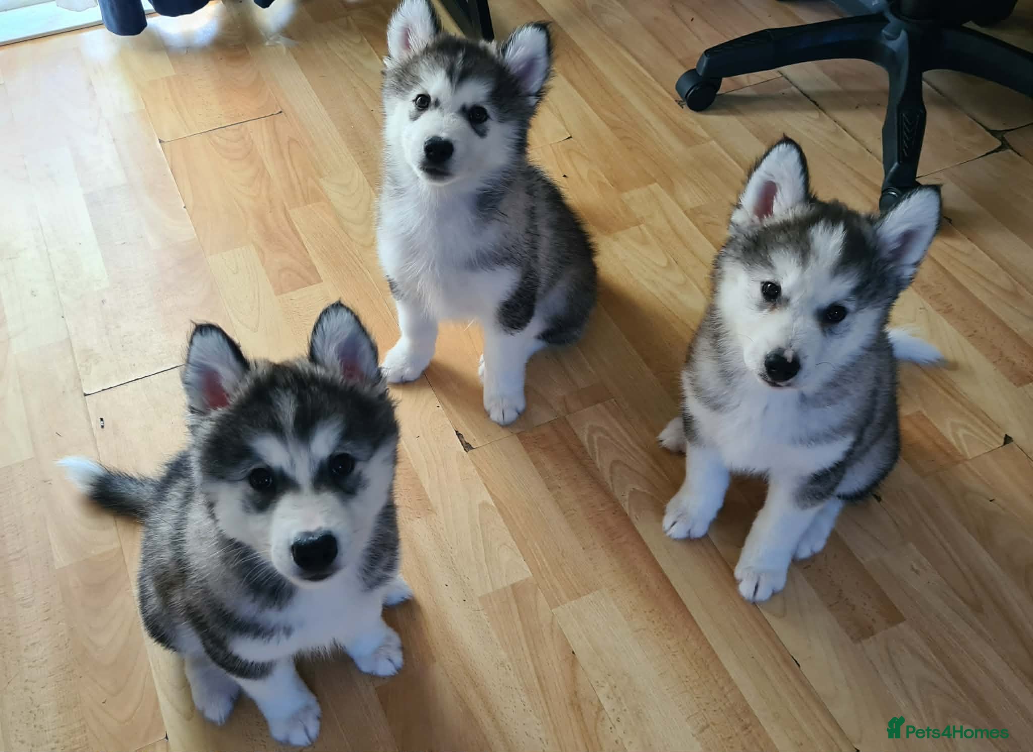 Siberian Husky dogs URGENT *3 BOYS LEFT* Siberian Husky Puppies  - Advert 1