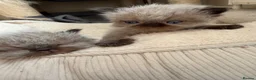 Persian cats for sale: Stunning Colourpoint Persian Kittens 💖 - Advert 12