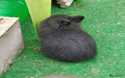 Lionhead rabbits for sale: Beautiful Double Maned Lionhead Babies - Image 13