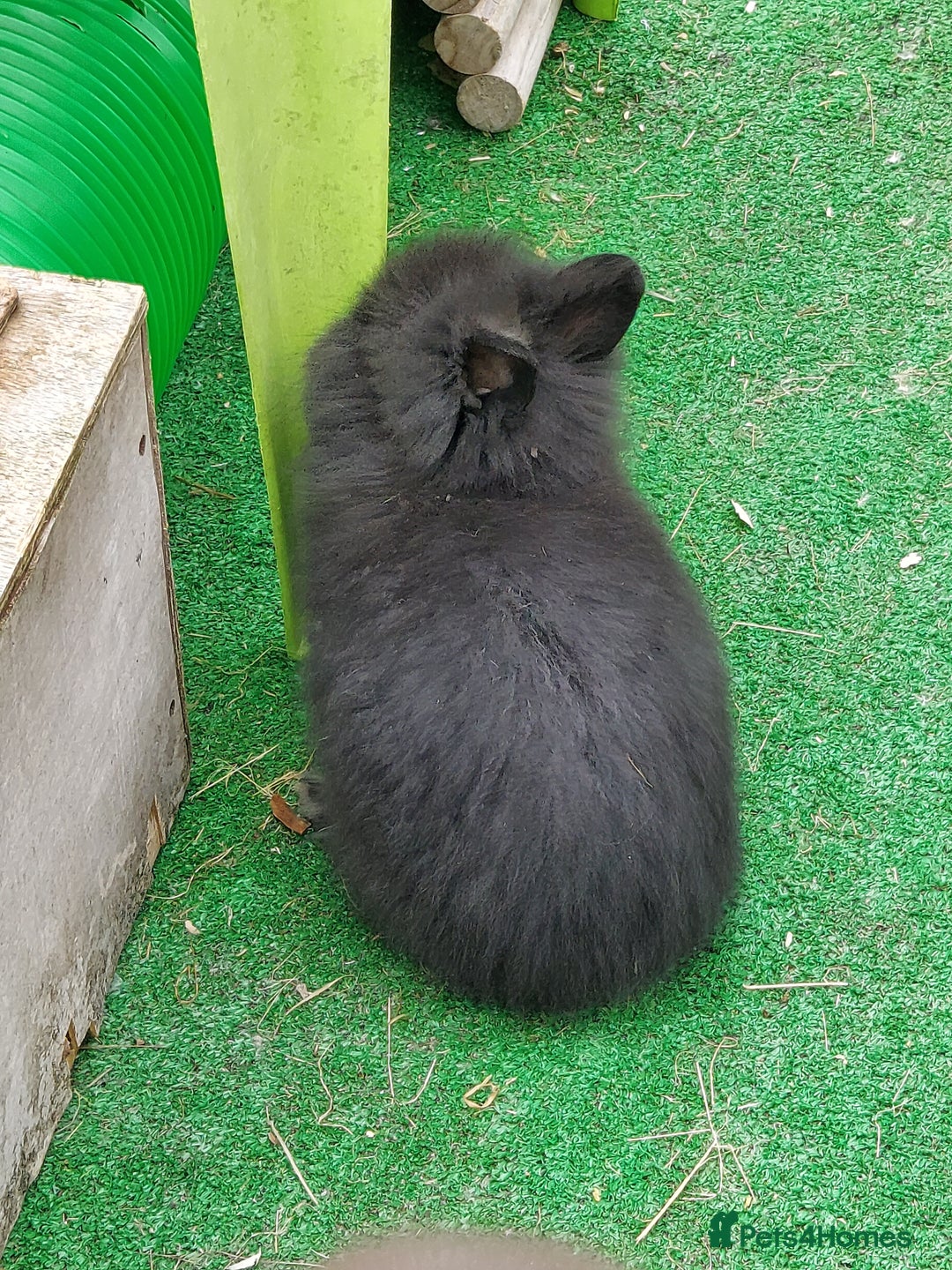 Lionhead rabbits for sale: Beautiful Double Maned Lionhead Babies - Image 13