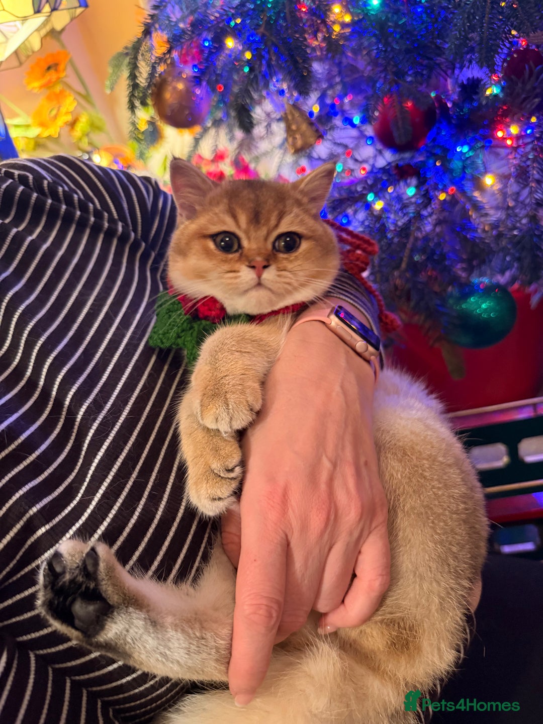 British Shorthair cats for sale: Last GIRL Beautiful Golden BSH Kittens –Rare Cold - Advert 5