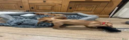 Mixed Breed dogs for sale: Beautiful Vizlador puppies. (Fox Red Lab x Vizsla - Advert 37