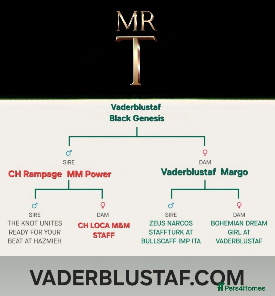 Staffordshire Bull Terrier dogs for stud: Mr T Champion sired Stud Blue gene 🧬 - Advert 15