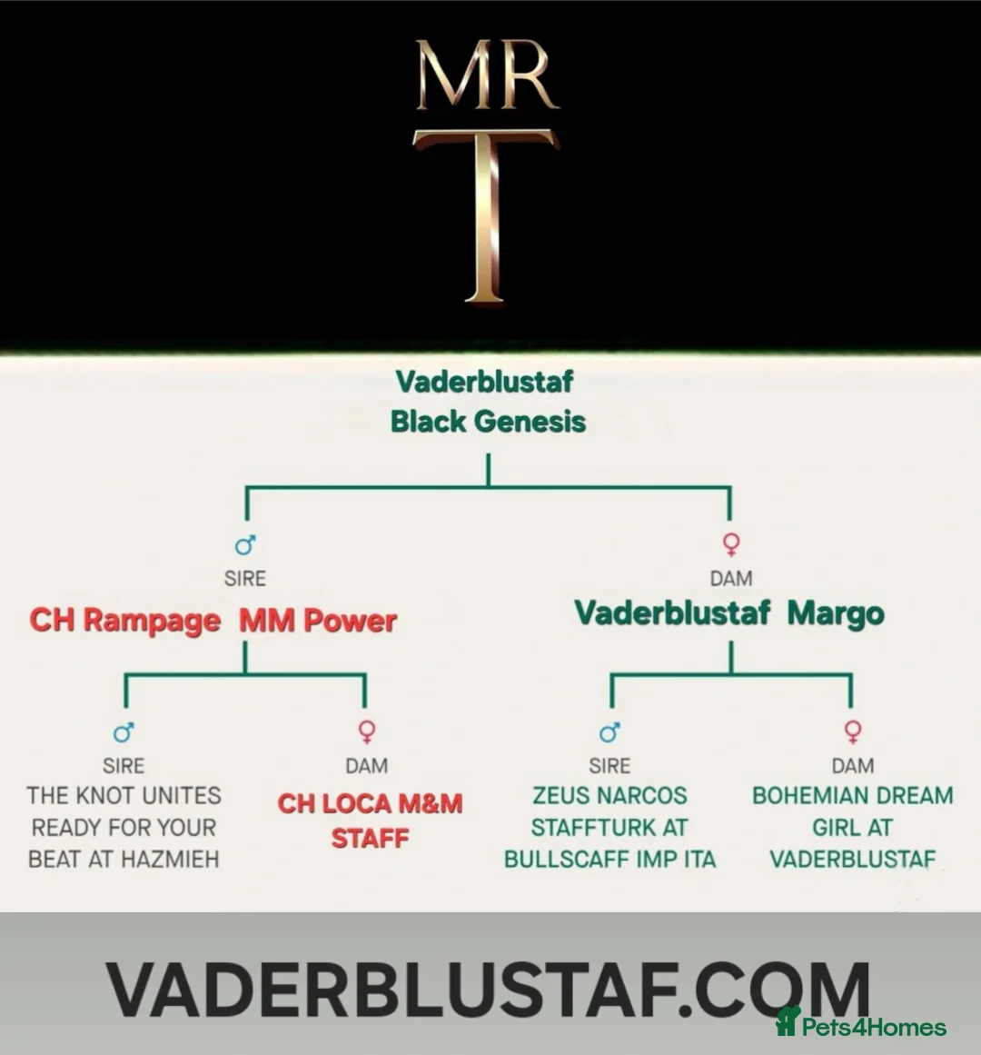 Staffordshire Bull Terrier dogs for stud: The one & only 'Mr T' Champ Sired - Advert 16