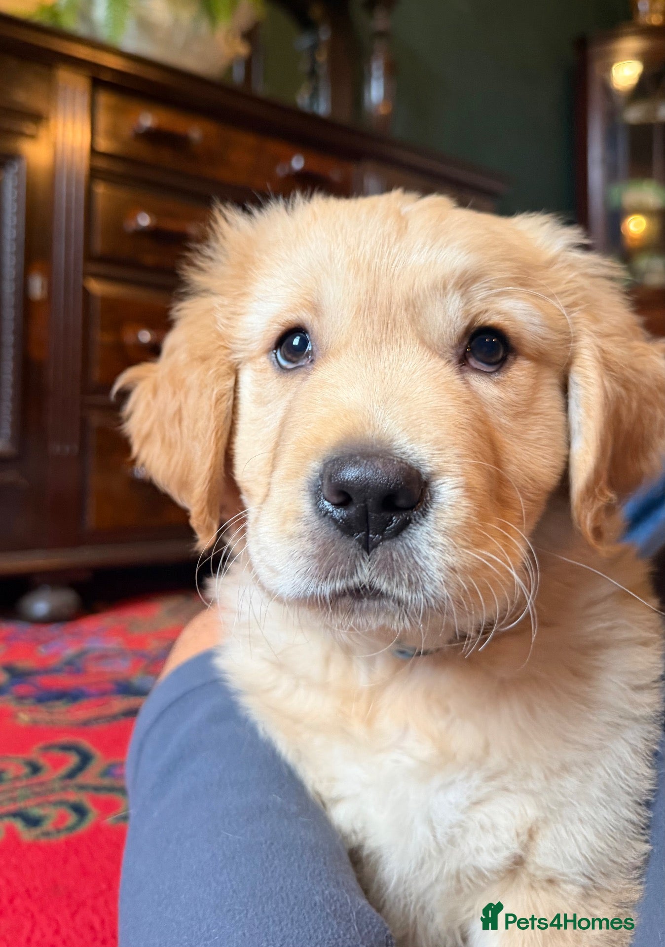 Golden Retriever dogs for sale: Beautiful Golden Boy Ready now - Advert 11