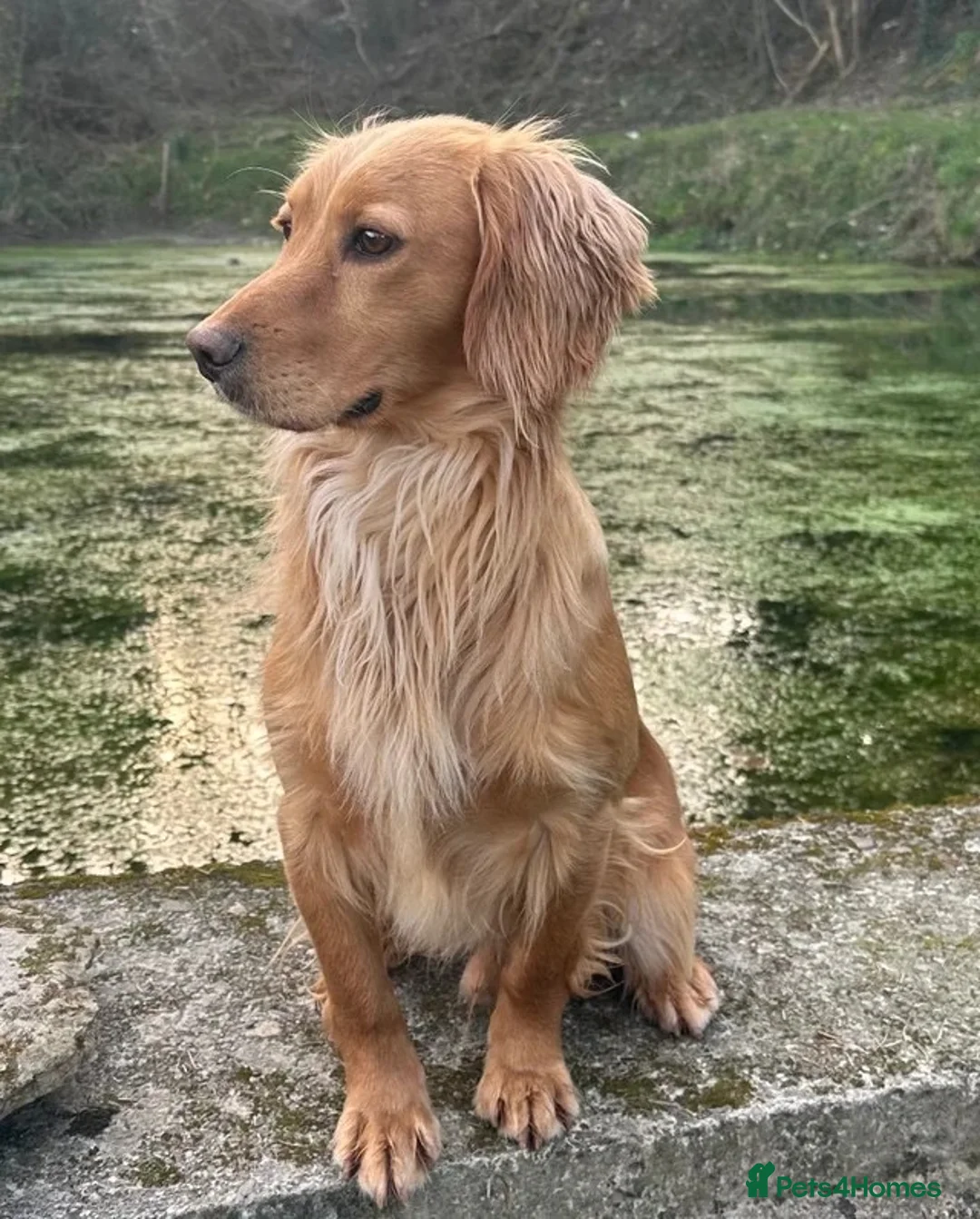 Cocker Spaniel dogs for sale: Lovely Cocker Spaniel puppies  - Advert 10