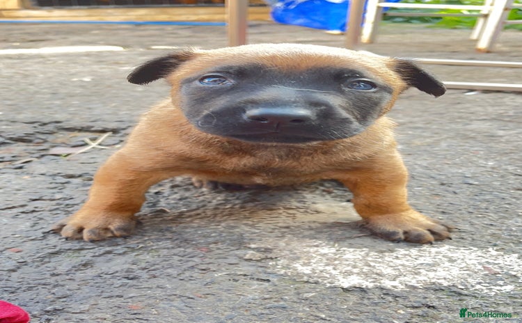 Belgian Shepherd Dog dogs - Advert 3