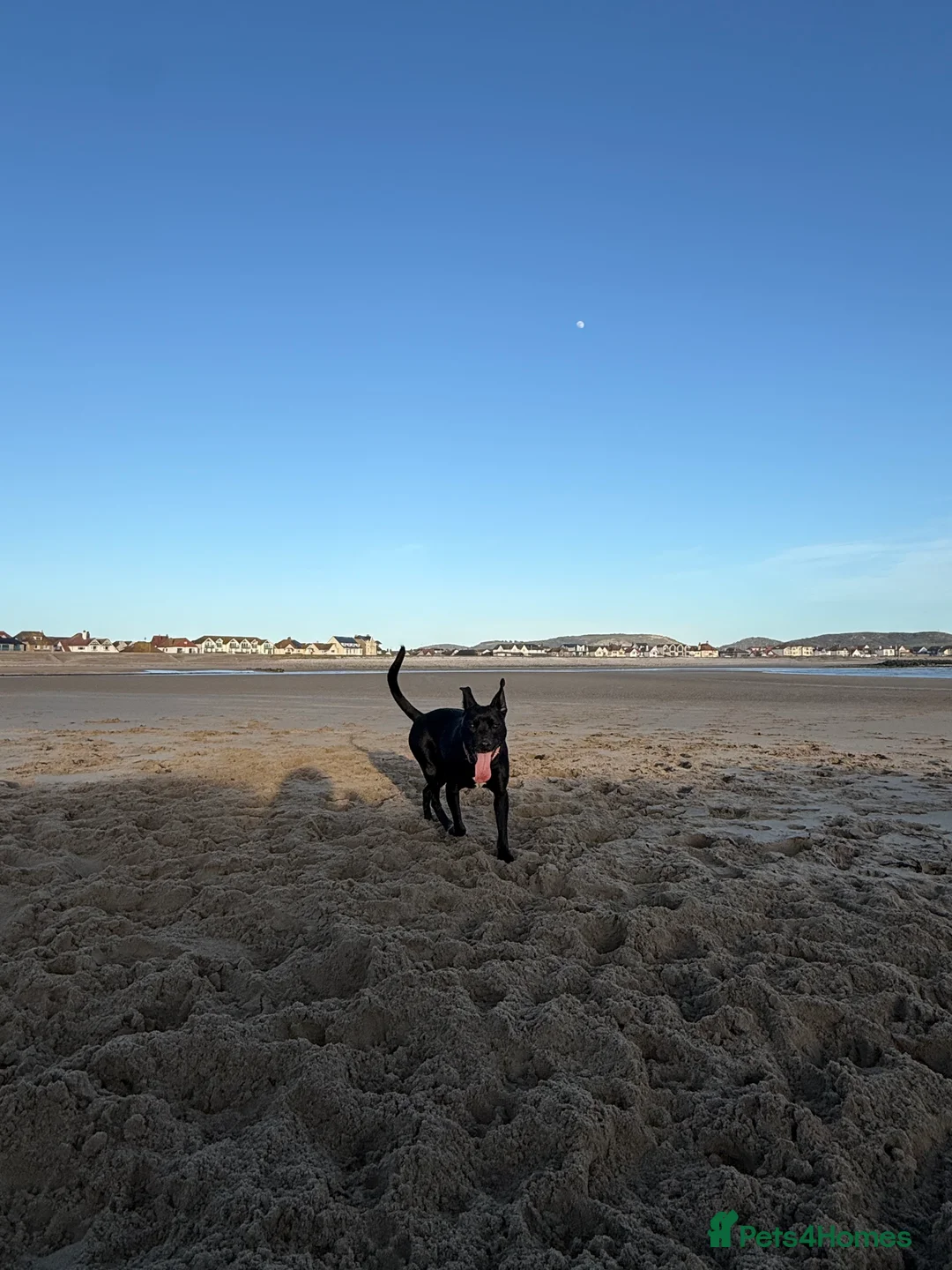 Whippet dogs for sale: Jess is looking for her loving forever home 🫶🏼 in Llandudno - Advert 2