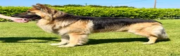 German Shepherd dogs for stud: Stud Dog  - Advert 2