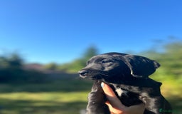Springador dogs for sale: Springador puppies for sale  - Image 3