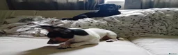 Mixed Breed dogs for stud: Arco - Jack Russell/Chihuahua X for Stud in Preston - Advert 7