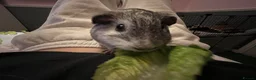 Guinea Pig rodents for sale: guinea pigs - Advert 7