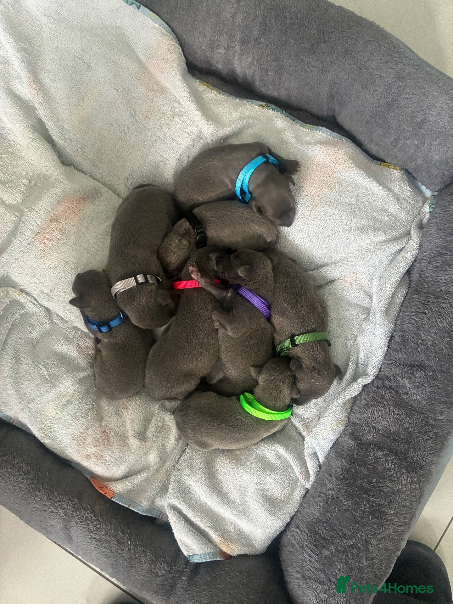 Whippet dogs Blue whippet puppies 💙 - Advert 5