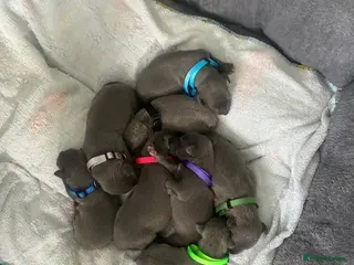 Whippet dogs Blue whippet puppies 💙 - Advert 5