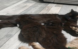 Mixed Breed cats for sale: 🐾 Adorable, persian crossed Kittens for Sale 🐾 - Image 5