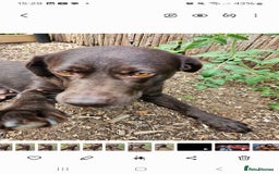 Labrador Retriever dogs for sale: Lovely Female Choc Lab Family Pet - Image 3