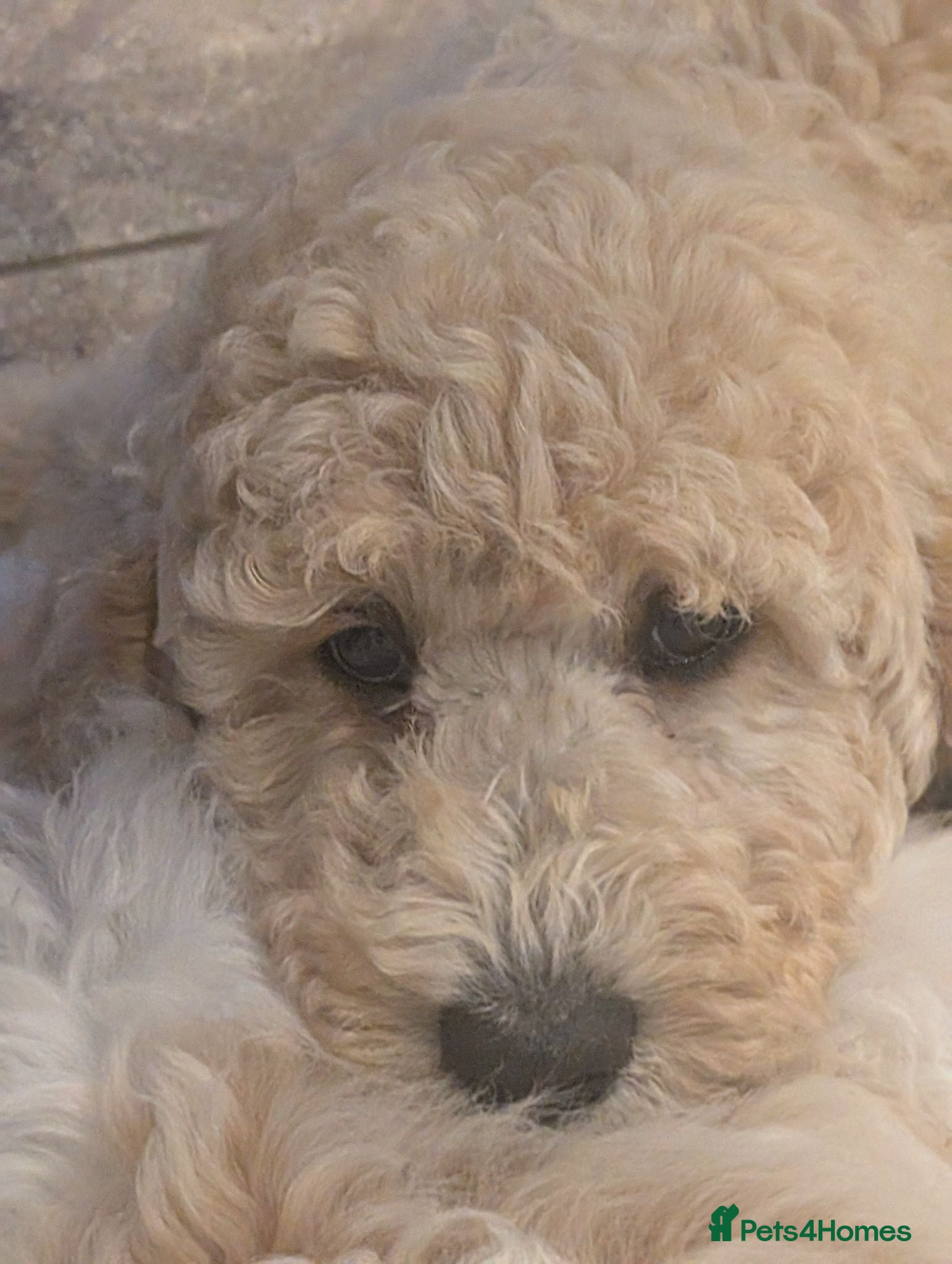 Goldendoodle dogs 🐾 Beautiful Standard Goldendoodle Puppies 🐾 - Advert 2
