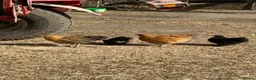 Chickens poultry for sale: Pekins For Sale - Advert 4