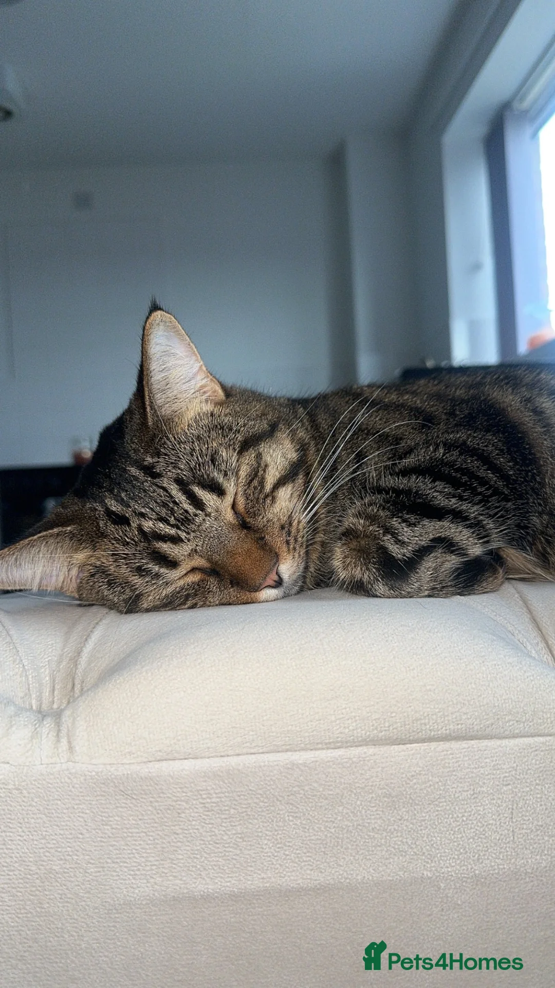 Mixed Breed cats for sale: Female Tabby - Advert 2