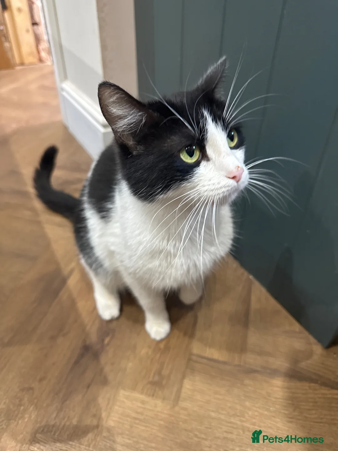Mixed Breed cats for sale: Kittens for sale  - Advert 1